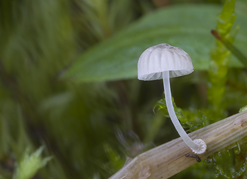 Mycena bulbosa